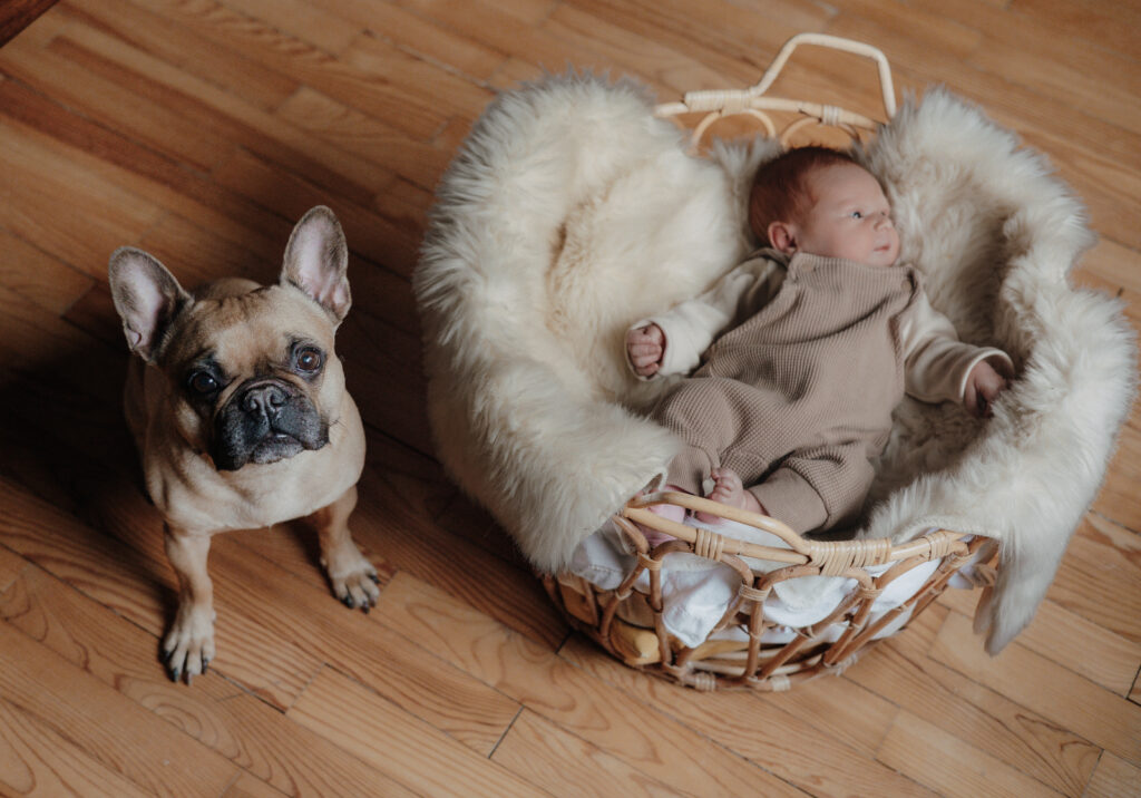 Neugeborenes Baby liegt im Körbchen neben einem aufmerksamen Familienhund